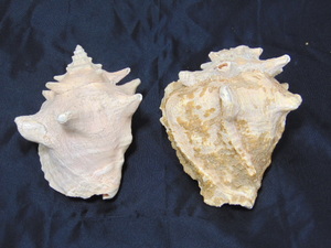lot 350 image: Two Large Seashells
