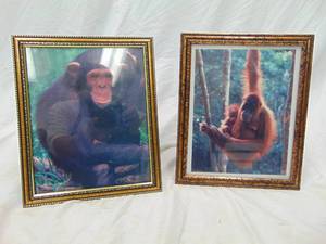 lot 224 image: Chimpanzee & Orangutan Pictures