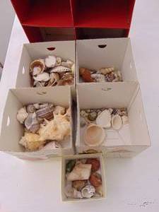 lot 228 image: Collection of Seashells