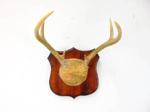 lot 253 image: Small Deer Antlers - SHOWROOM