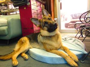 lot 646 image: Soft Gray Round Dog Bed with Cover